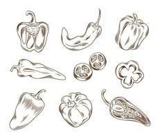 Vector hand drawn illustration of different types of peppers in graphic style isolated on white background