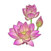 Vector illustration of a pink lotus flower or water lily hand-drawn in graphic style on white background