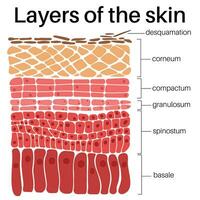 Layers of the skin. vector