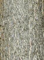 Vector illustration of ginkgo biloba tree bark. Tree bark background.