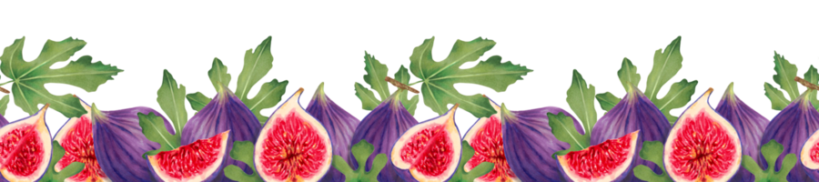 figure frontière. moitiés, des touts, pièces de violet figues avec feuilles. fruit clipart horizontal bannière ou Cadre pour Les agriculteurs marché conception, nourriture emballage. main tiré Marqueurs et aquarelles. png