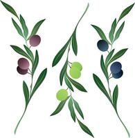 Set of differents olives branch on white background. Vector. vector