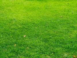 Grass, park field texture green photo