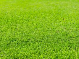 Grass, park field texture green photo