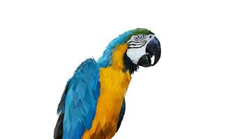 Polygon Graphics Blue and yellow macaw parrot isolated on a white background vector