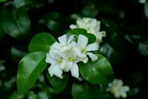 Murraya paniculata flower, commonly known as orange jasmine, orange jessamine, china box or mock orange blooming in the garden. photo