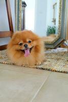 Brown and white Pomeranian dog sitting on a chair in house photo