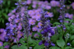 Purple lavender in the garden photo