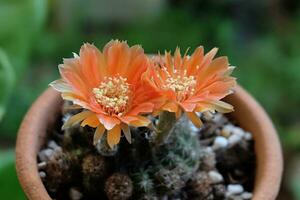 Orange cactus flowers, close-up photo