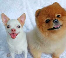 Cute fluffy Chihuahua Pomeranian dog on a white background. cute pets photo