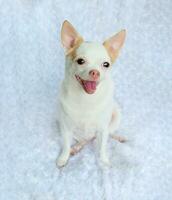 Cute fluffy Chihuahua dog on a white background. cute pets photo