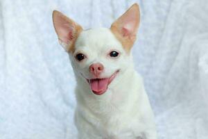 Cute fluffy Chihuahua dog on a white background. cute pets photo