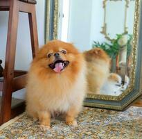 Brown and white Pomeranian dog sitting on a chair in house photo