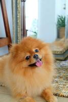 Brown and white Pomeranian dog sitting on a chair in a tropical garden photo