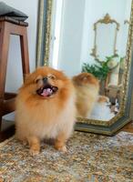 Brown and white Pomeranian dog sitting on a chair in a tropical garden photo