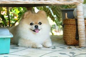 Cute fluffy Pomeranian dog on green grass outdoors. cute pets photo