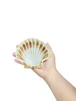 Close up of sea shells in hands isolated on white background. photo