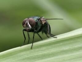 close up of fly on green leaf in the nature photo