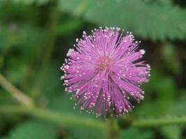 Mimosa pudica flower in the garden, Thailand. photo