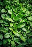 AI generated A vibrant green bush with lush leaves up close photo