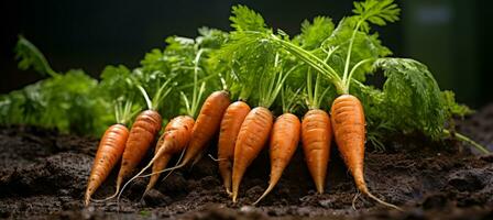 AI generated Organic carrot vegetable growing in nutrient rich garden soil against a natural background photo