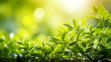 AI generated Defocused green leaves bokeh background with text space, symbolizing eco friendliness photo
