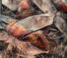 Palm tree trunk detailed background pattern. Palm tree trunk texture. Cracked bark of old tropical palm trees. photo