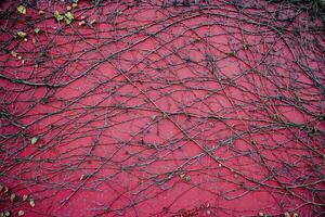 Ivy branches on wall texture background photo. Garden in autumn, fence, retro exterior. photo