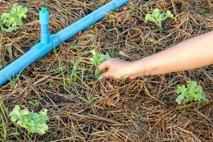 Women hand pull out weed on green oak garden photo