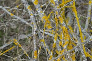 Bare tree branches covered with yellow lichen Xanatorium wall photo