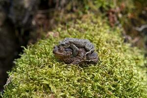 couple of common toads in amplexus among moss photo