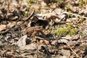 common toad after hibernation among dry foliage photo