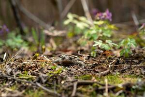 common toad hides among dry foliage and spring vegetation photo