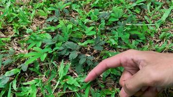 någons index finger finputsning de löv av putri malu.putri malu eller mimosa pudica är en växt vars löv kan snabbt stänga eller vissna förbi sig själva när rörd. video