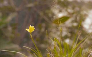 Blooming flower in garden photo