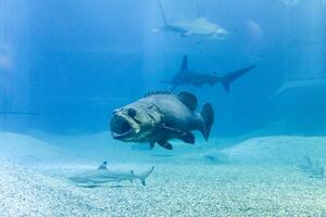 Giant grouper with shark in blue sea photo