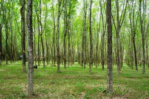 Rubber tree, hevea brasiliensis in shady plantation photo