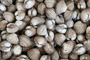 Raw cockle pile close up photo