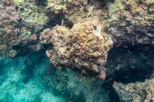 Snorkeling watching school fish swimming on coral reefs under the Andaman sea photo