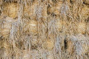 Dry straw yellow stacked background photo