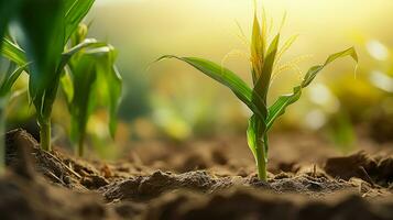 ai generado crecer maíz plantas en granja, Brillo Solar en eso foto