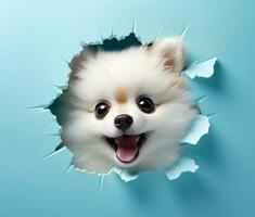 AI generated pomeranian puppy peeking out of hole, photo