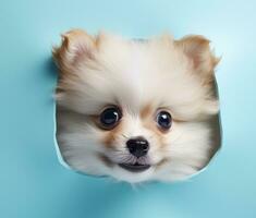 AI generated pomeranian puppy peeking out of hole, photo