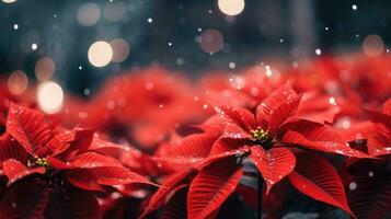AI generated beautiful red poinsettia flowers in bokeh background, photo