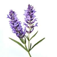 AI generated lavender flower isolated photo