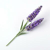 AI generated single lavender flower isolated on white photo