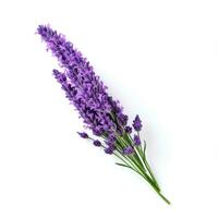 AI generated single lavender flower isolated on white photo