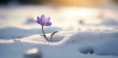 ai generado púrpura flor en nieve, foto