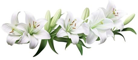AI generated white lily flower isolated on white background, photo