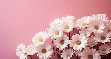 AI generated large white daisies on a pink background photo